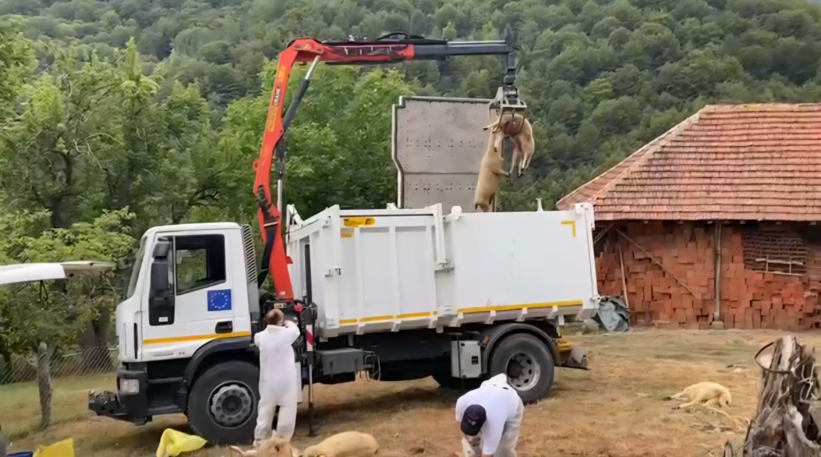 Potvrđena zarazna bolest plavog jezika na dva gazdinstva u Bosilegradu 1 plavi jezik