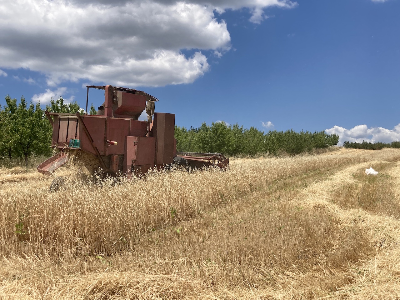 Počela žetva u Topličkom okrugu, za kombajnere od 15.000 do 20.000 dinara po hektaru 1 zetva