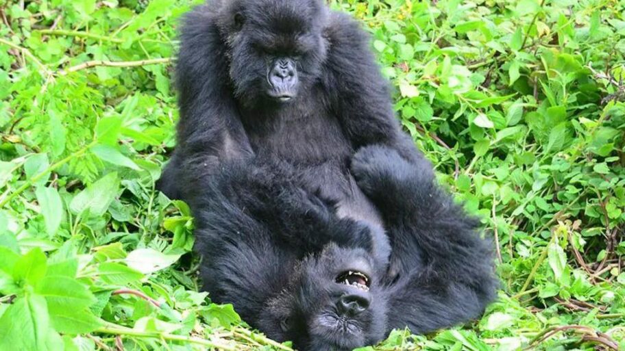 37a25e40 72aa 11f0 a0d2 e3caada09ed7