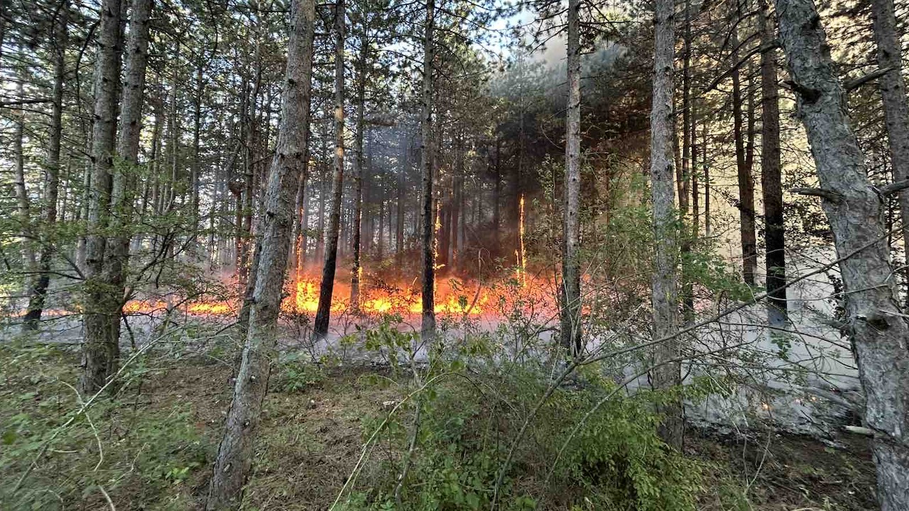 Na jugu Srbije požari zahvatili preko 1.500 hektara šume, najviše goreli četinari 1 IMG 5036