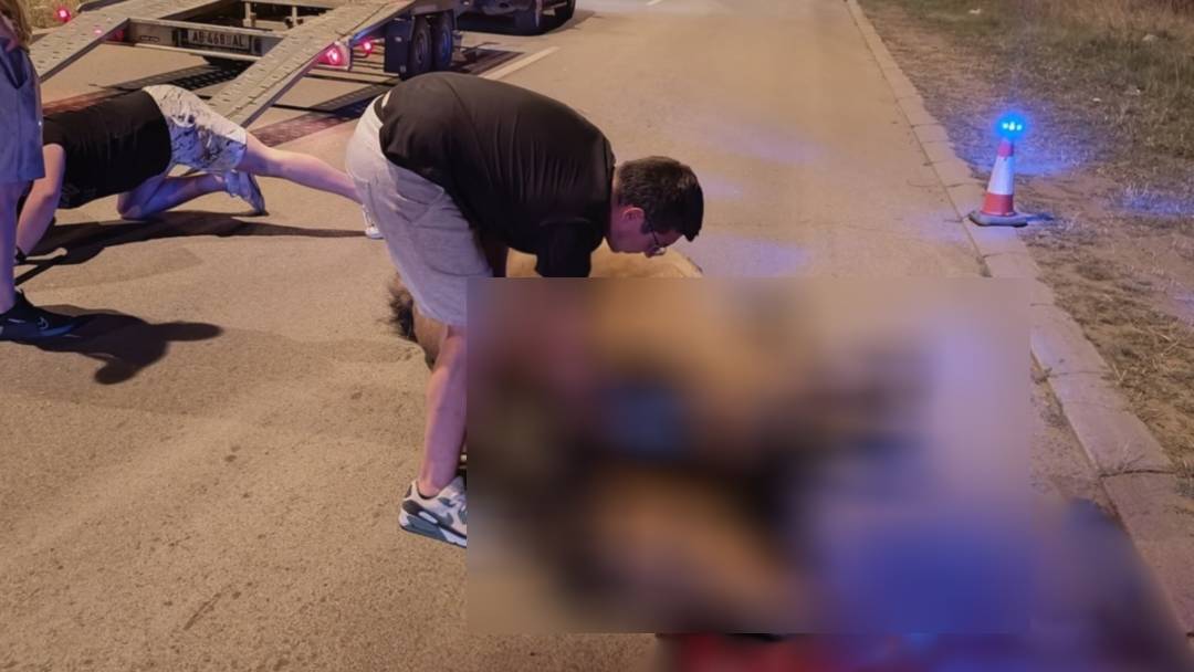 Stradala kobila u nezgodi u Nišu, iz "Zoo planeta" apeluju da se reši problem šetanja konja na putevima 1 kobila foto zooplanet 2