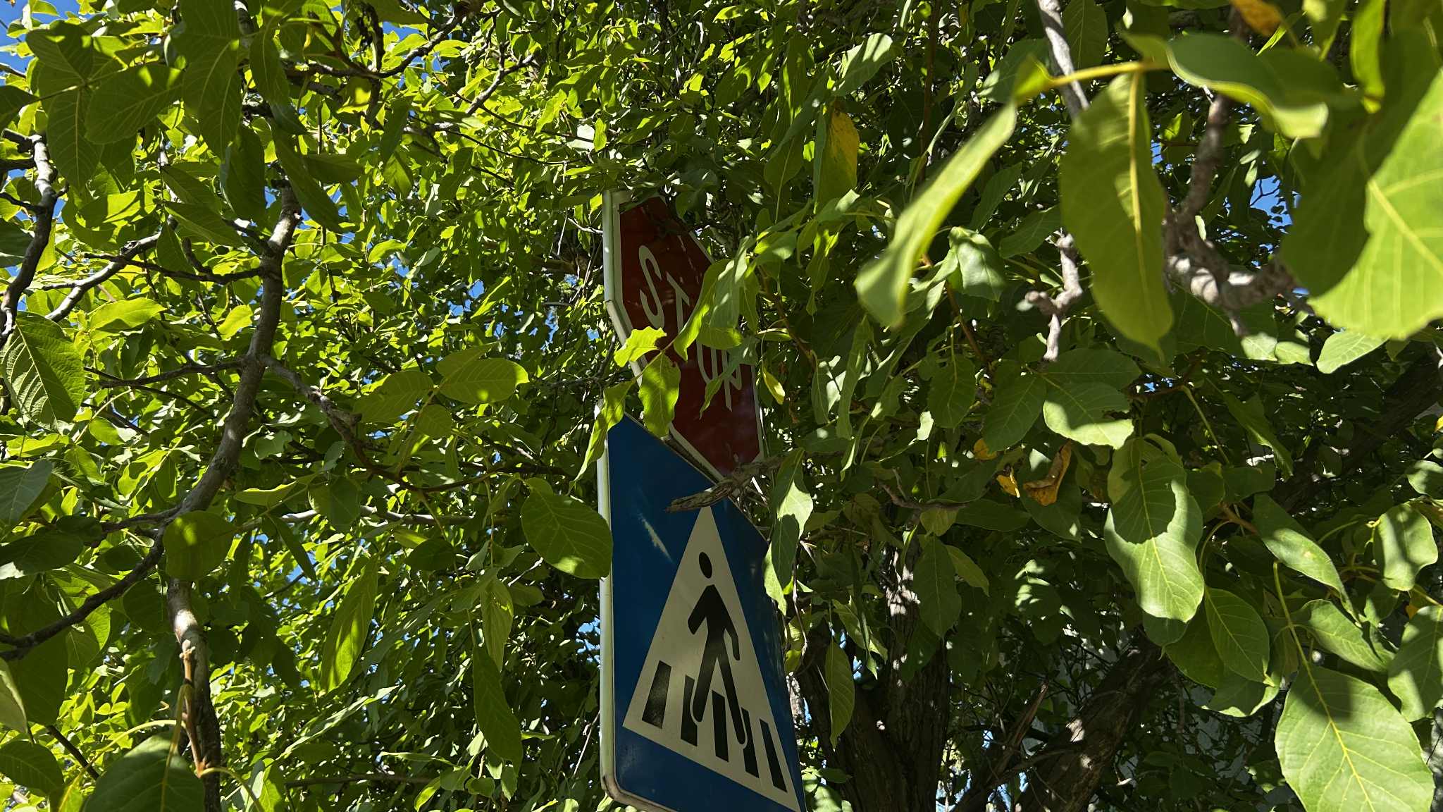 Foto-vest: Znak stop skriven u granju u Studeničkoj u Nišu 1 130ef51e 10cd 4cd9 bdb8 07b0623cf43b