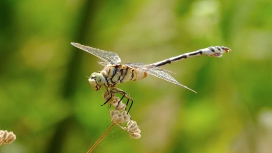 547636216 1635023471110014 8634993861391163921 n