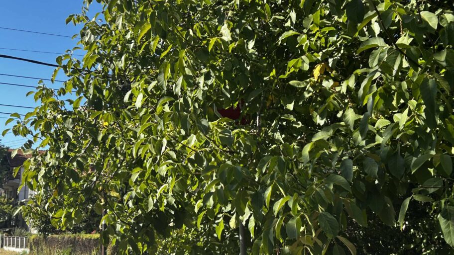 Foto-vest: Znak stop skriven u granju u Studeničkoj u Nišu 2 623ecf8f 14ea 4d24 ae98 7682eac5e228