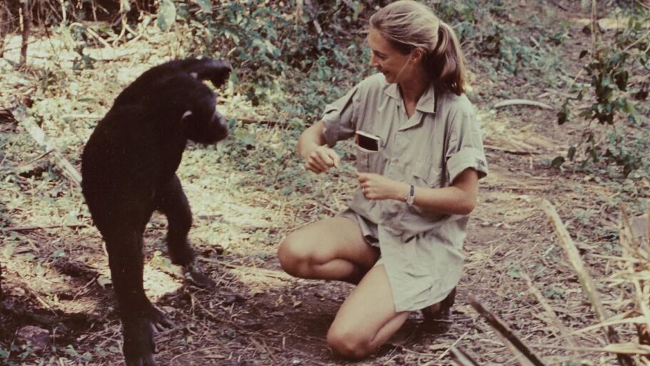 0e820d50 6b82 11f0 a618 c5727aaeea6a