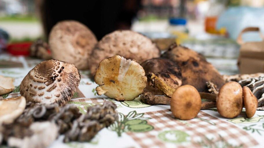 "Jedini način da se izbegne trovanje je znanje" - održani Dani gljiva u Nišu 10 48b48dea 3839 4b24 a8da 7c0fb2d94d06
