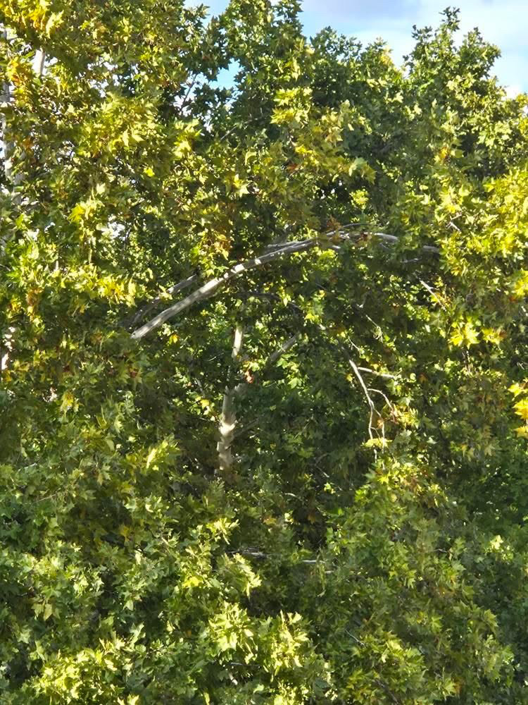 6619ca45 95dd 48aa 9650 e19f696a9b25