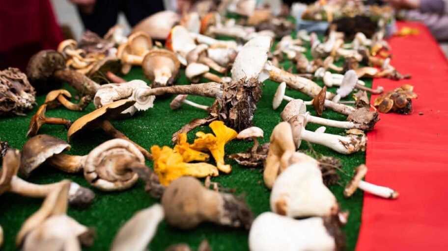 774454a7 1734 442e 8c8c 8007e17238b4