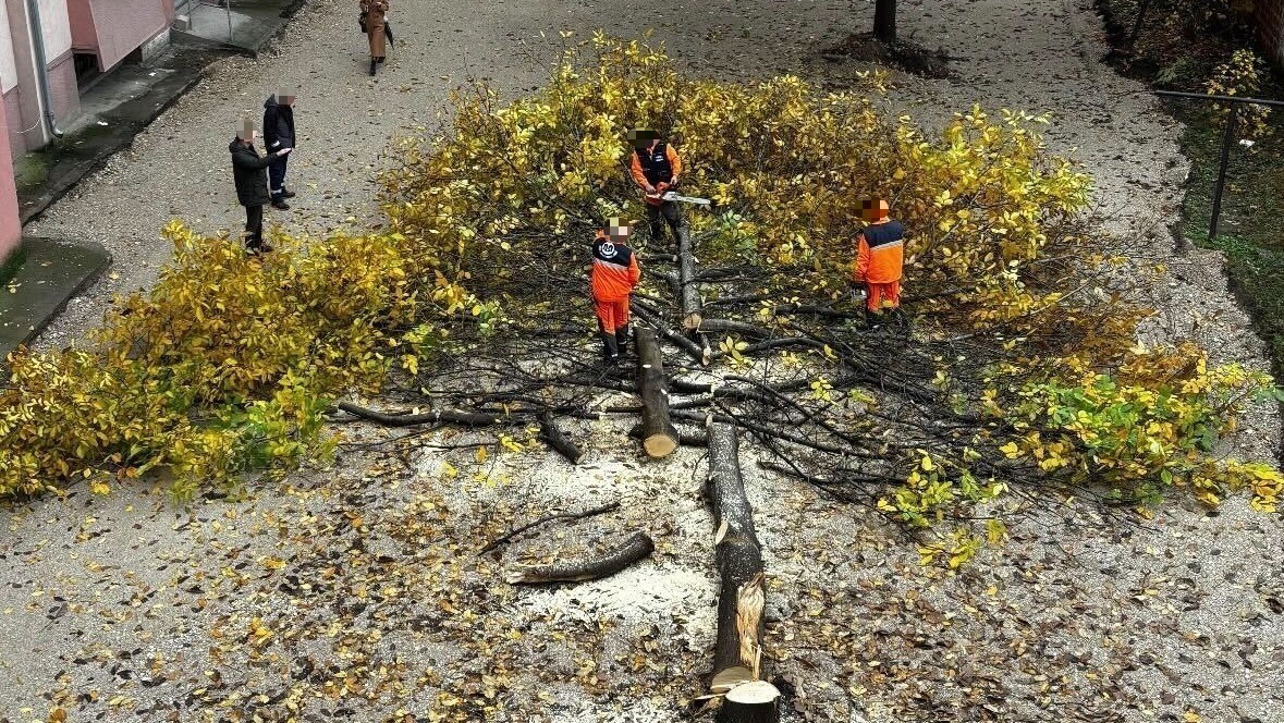 Seča drveta preko puta Vojne bolnice u Nišu izazvala negodovanje stanara 1 image 4