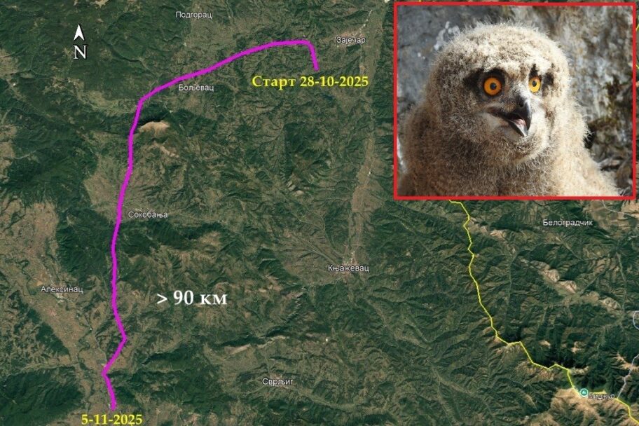 Mlada sova Danica stigla u Niš nakon leta od gotovo 100 kilometara 2 Danica1