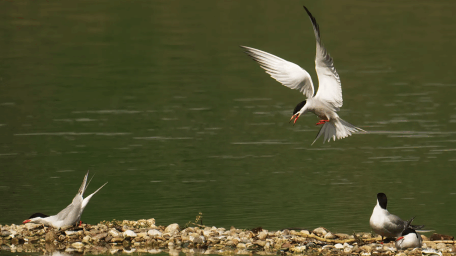 Na Vlasinskom jezeru postavljen splav za gnežđenje čigri 2 Screenshot 2025 11 06 at 10.07.08