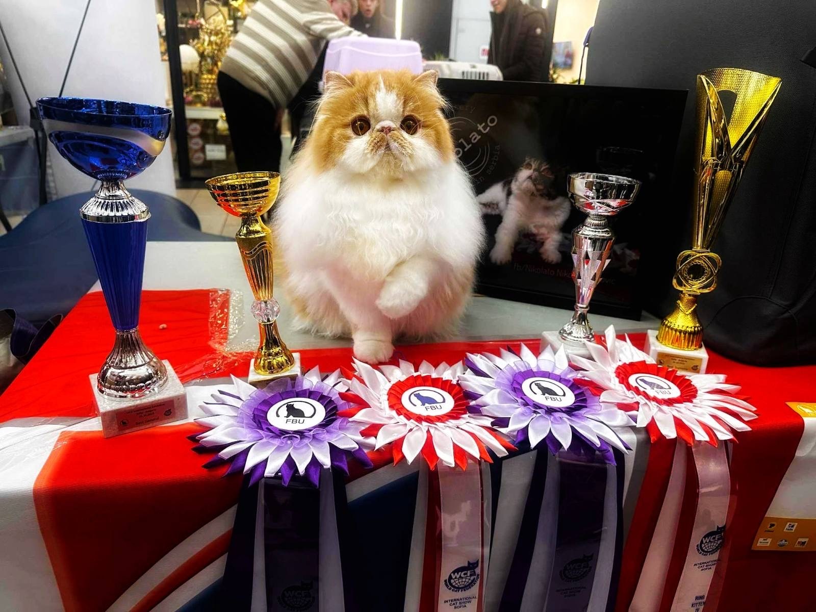 Gandi iz Niša proglašen najlepšom mačkom na međunarodnoj izložbi u Sofiji 1 img 2965 1