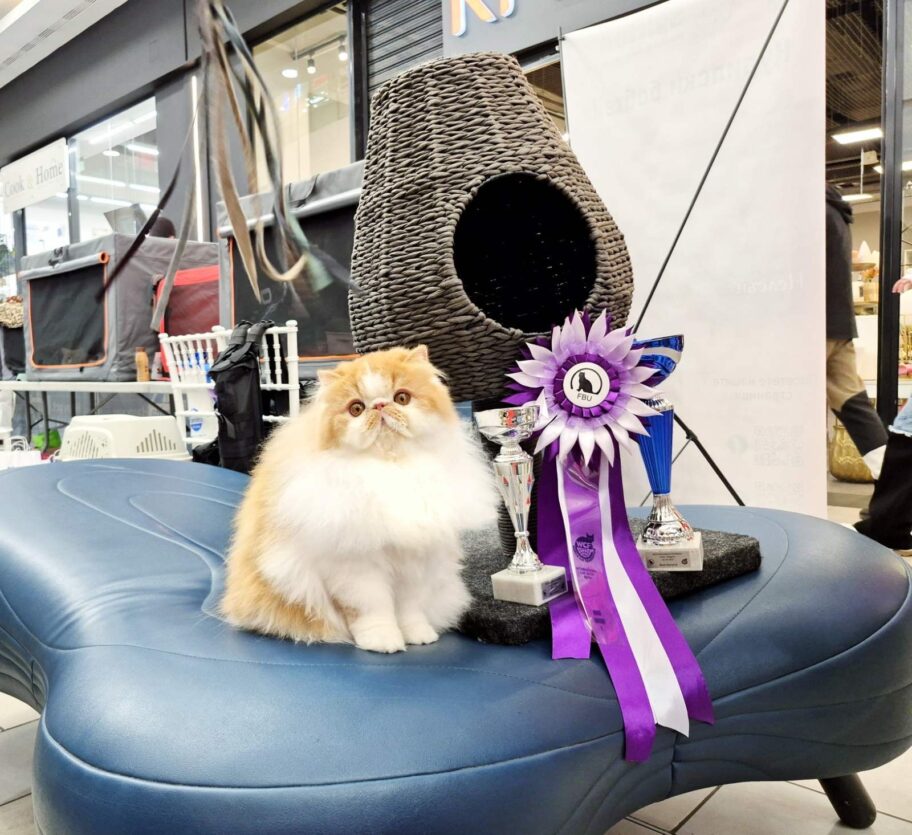 Gandi iz Niša proglašen najlepšom mačkom na međunarodnoj izložbi u Sofiji 2 img 2966