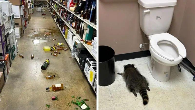 Dlakavi serijski razbojnik: Pijani rakun iz Virdžinije provalio i u salu za karate 3 30edafb0 d7f8 11f0 aae2 2191c0e48a3b