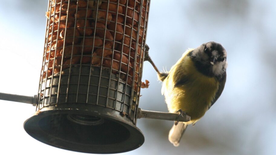 c839ae20 df26 11f0 9dac b79514ec4a2d