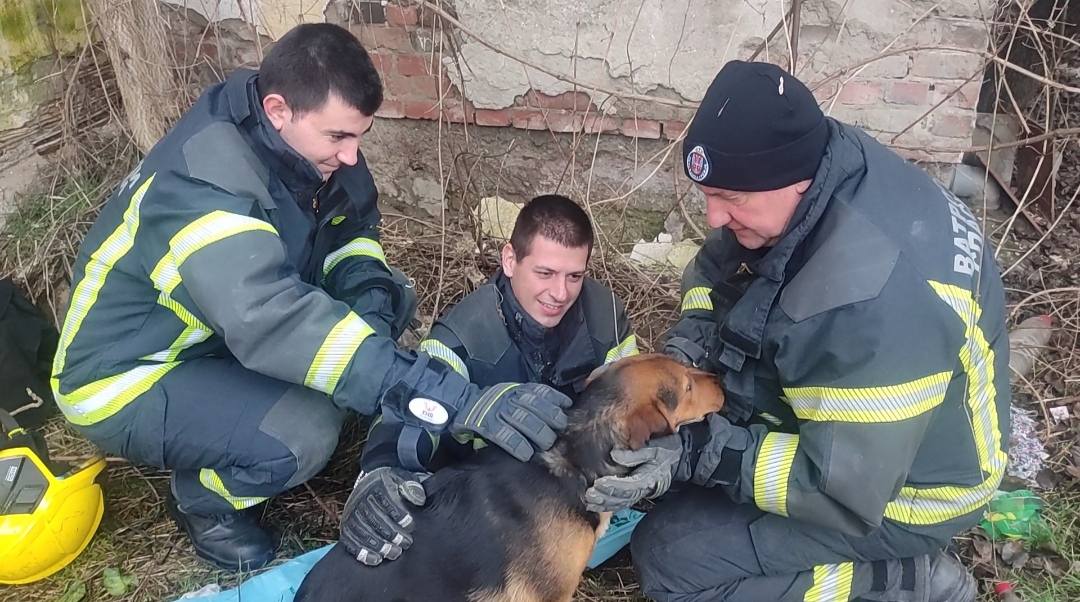 pas leskovac foto jasmina