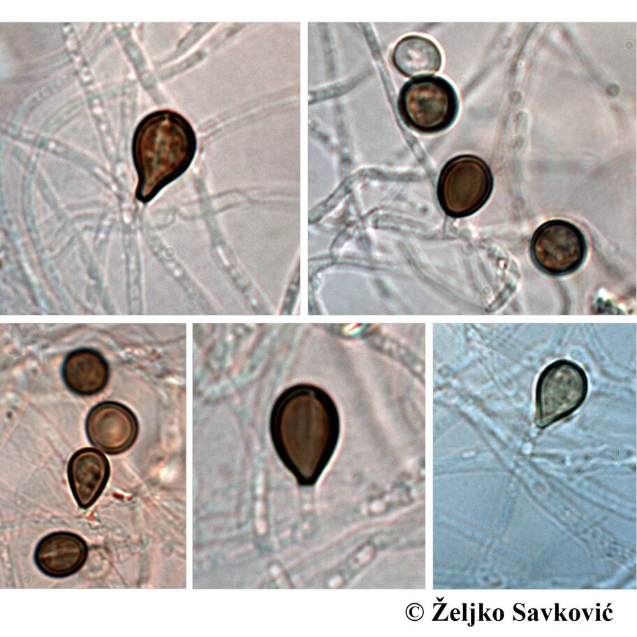 13c7b550 fb86 11f0 b385 5f48925de19a