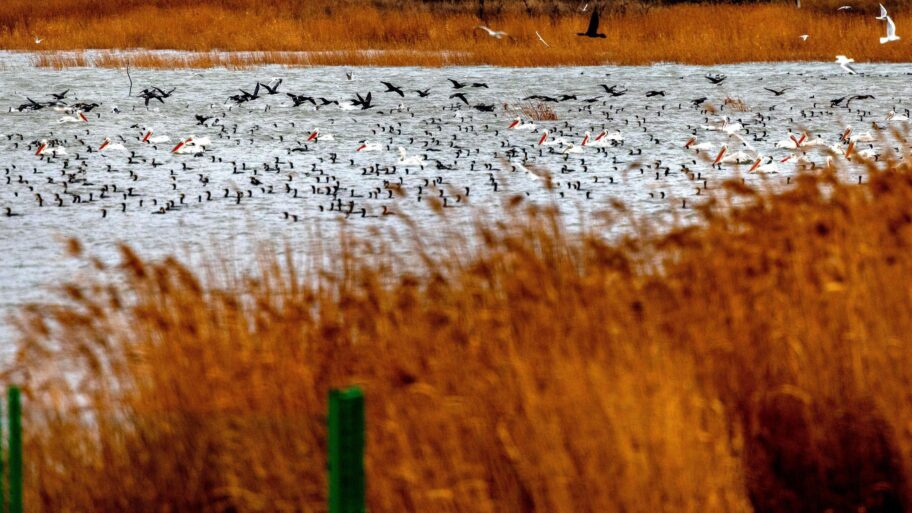 Dojran pun života: Kiša podigla jezero, ptice preplavile obalu 10 4c1c7170 fc49 11f0 a087 459dd8e000af