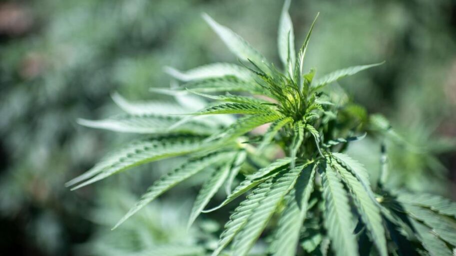 353cc420 035e 11f1 bab5 81d0d0b0abce