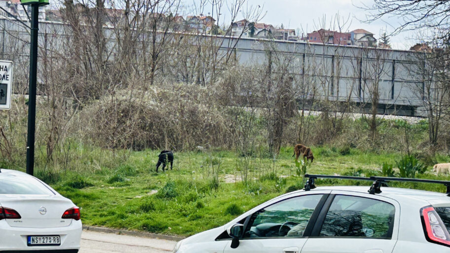 Bežeći od čopora pasa, dečaka iz Niša u Zetskoj udario automobil 7 IMG 6674 1