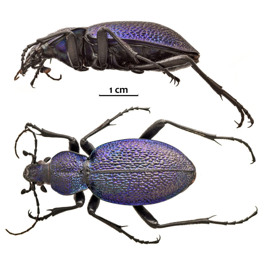 Na obali Nišave kod Dimitrovgrada pronađena jedna od najkrupnijih i najatraktivnijih vrsta insekata 2 Carabus scabrosus Foto Nikola Vesovic