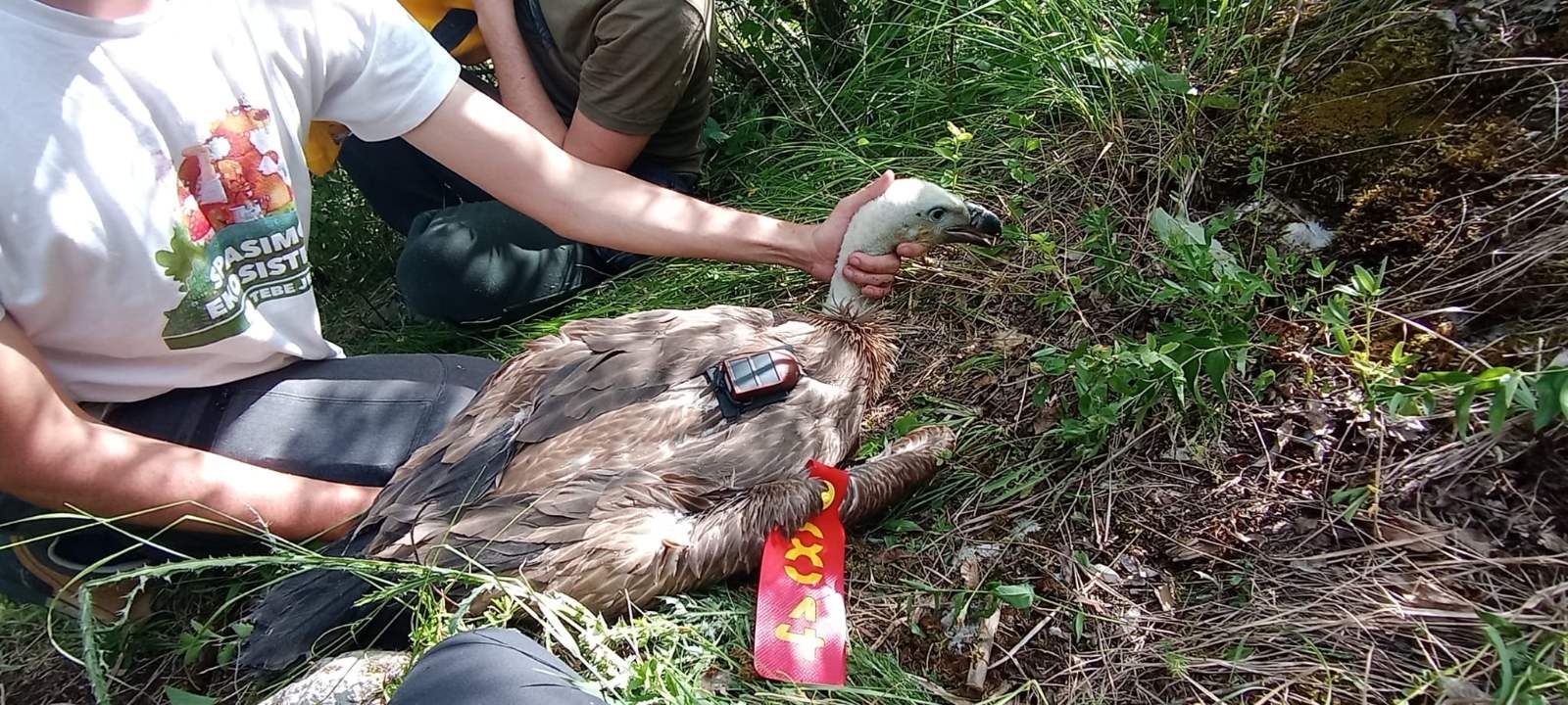 FOTO Sasa Preradovic Fondacija za zastitu ptica grabljivica 1