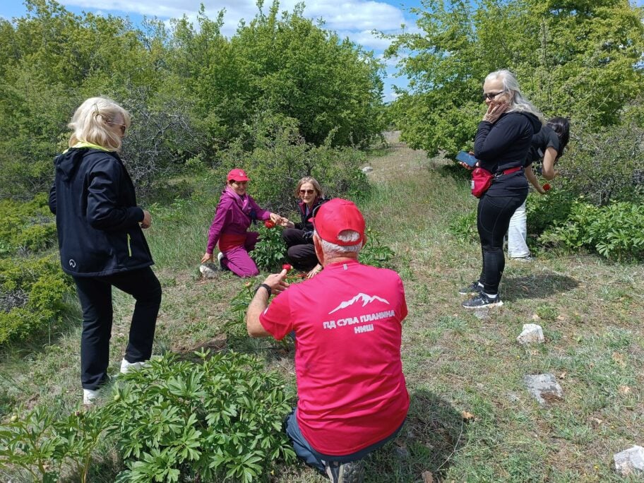 Planinari i ljubitelji prirode pohodili niška polja kosovskih božura - vodio ih 91-godišnji Žika Miljković 2 1000017761