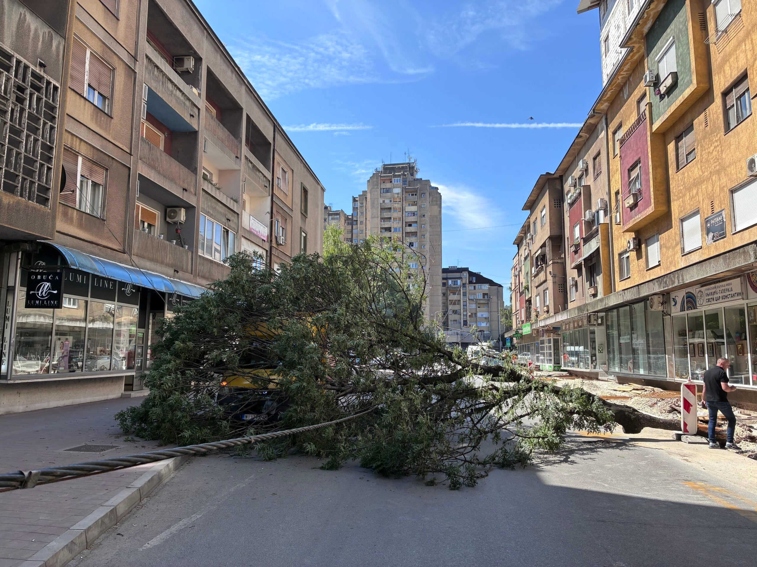 Palo drvo u Obrenovićevoj ulici u Nišu, blokiran saobraćaj 1 IMG 3747 scaled
