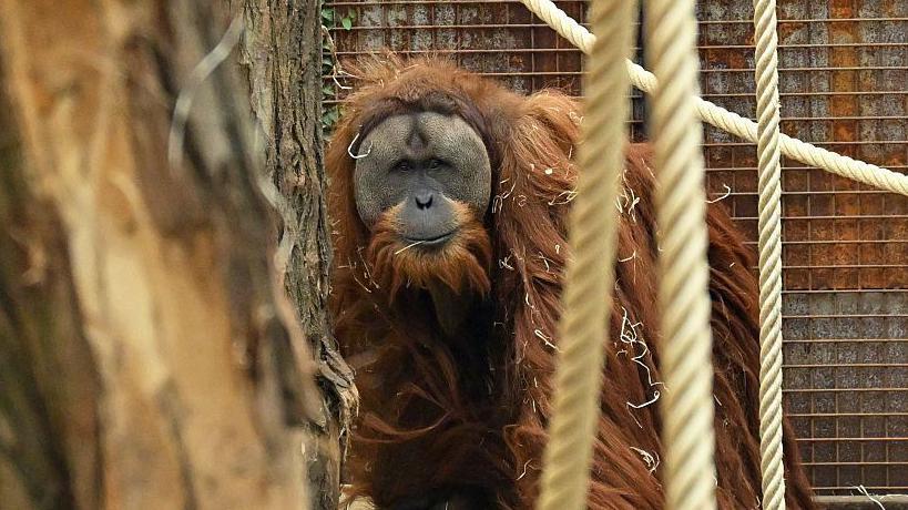 U samo četiri dana jakih kiša nestalo sedam odsto najređe vrste orangutana: studija 8 a670dfc0 6545 11f1 a7c3 3f1baf1de75b