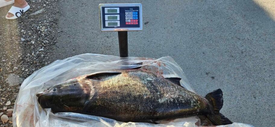 Nišlija na Bovanskom jezeru ulovio tolstolobika teškog skoro 50 kilograma 2 viber image 2026 06 19 10 08 11 618