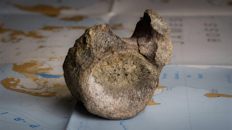 Najranije otkriće dinosaurusa na Antarktiku pronađeno u fioci 3 fd8a1f50 70c2 11f1 b607 85b4e4066ca8