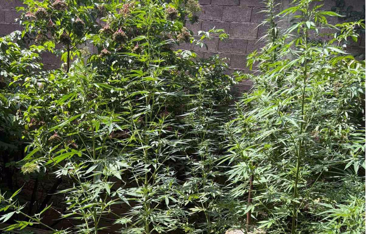 U dvorištu u okolini Niša policija pronašla zasad marihuane 1 marihuana