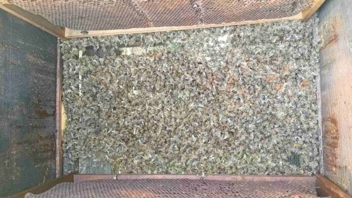 Uginule hiljade pčela u niškom selu Mezgraja, zahtev nadležnima da hitno utvrde uzrok